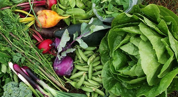 Légumes de saison dans l’herbe pour illustrer les maraîchers de La Chapelle-sur-Erdre